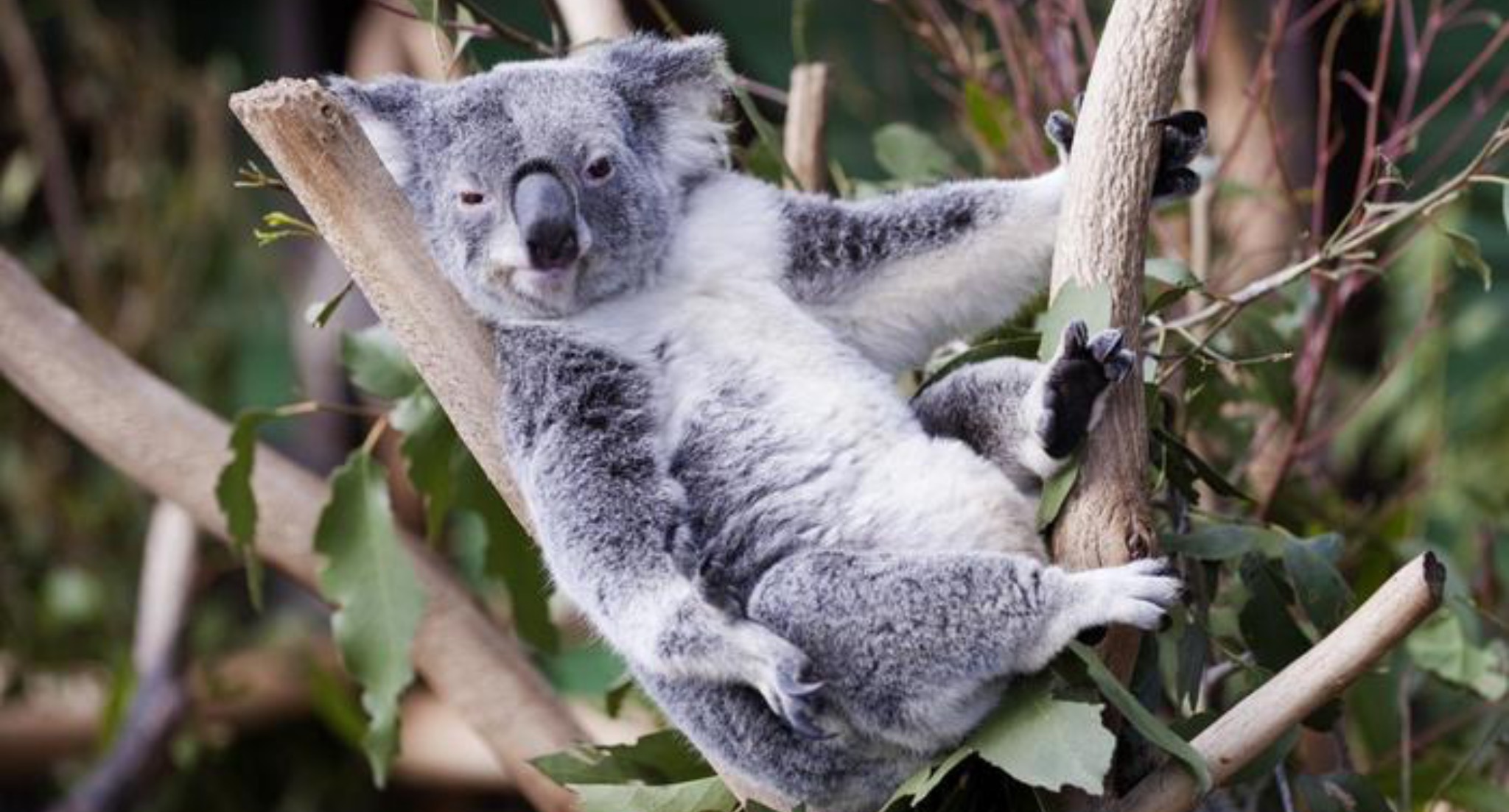 Коала рука. Коала. Коала самец и самка. Смешная коала. Куала зверь.
